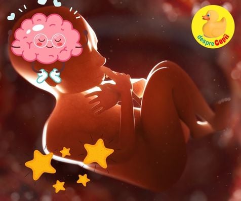 Liniste va rugam - avem un bebelus in crestere. Despre cum se dezvolta creierul lui bebe in burtica mamei si sfatul unui cercetator renumit